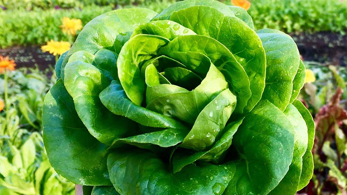 Miami Eats Its Way to a Healthier Planet