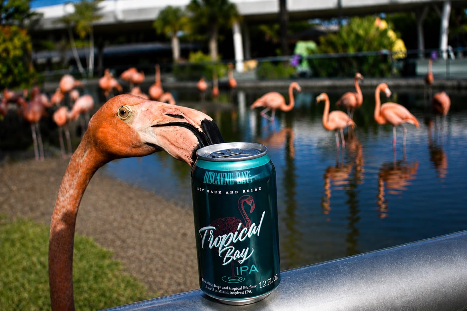 biscayne bay flamingo