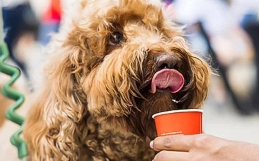 intercontinental paws patio pup cup