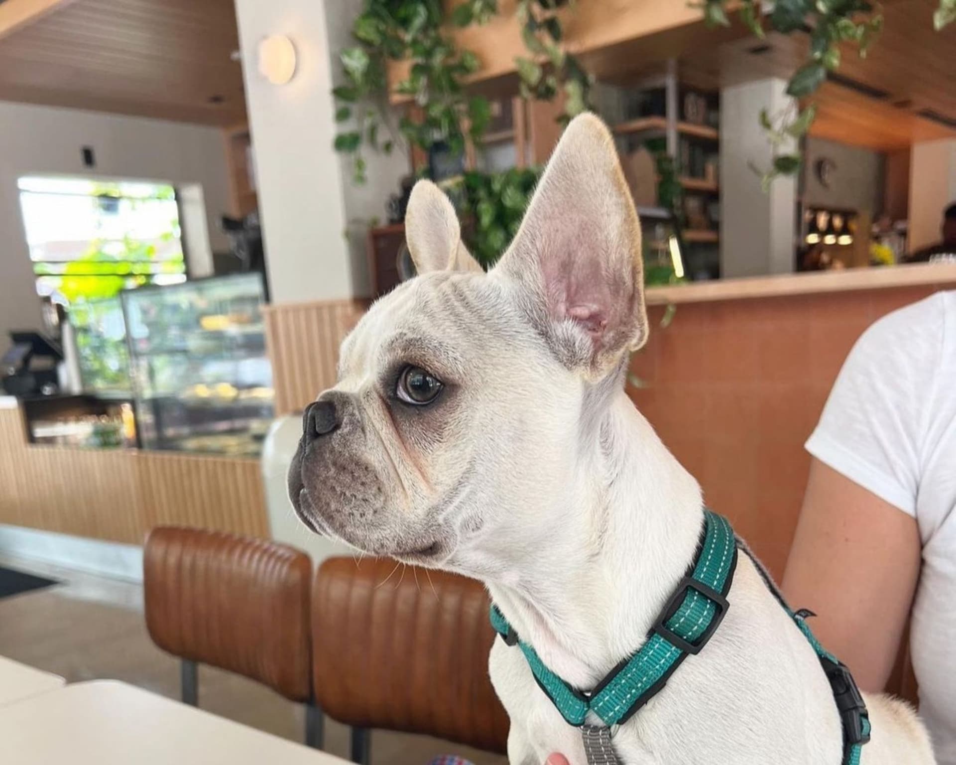 6 Dog-Friendly Restaurants in Miami