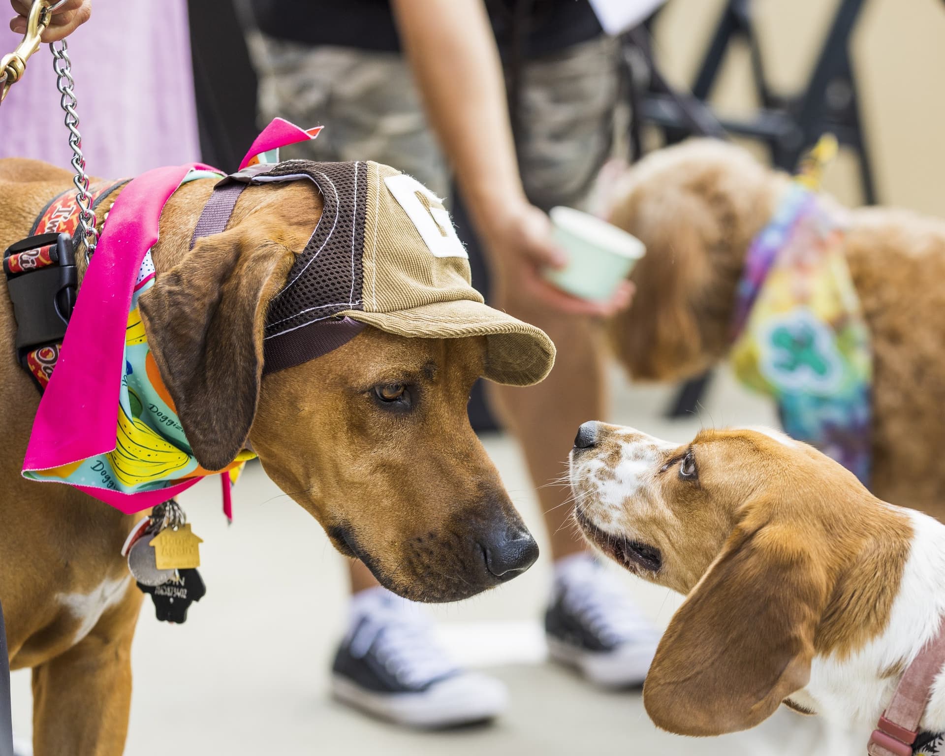 Dogs meeting at Paws Patio at InterContinental Miami
